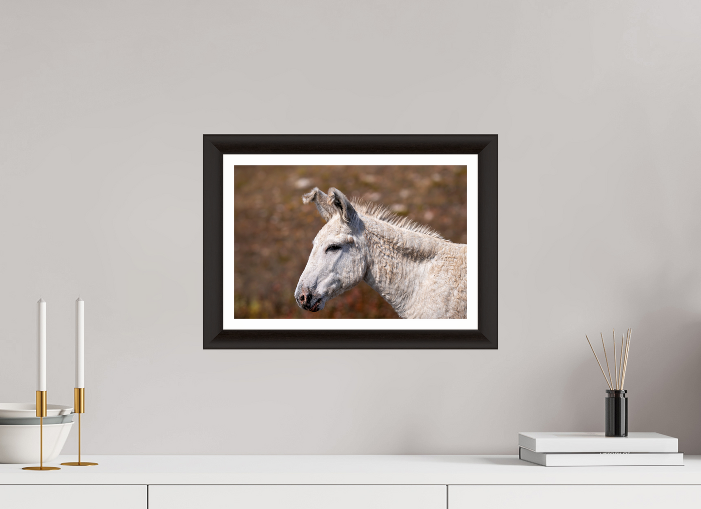 Feral Donkey of Custer
