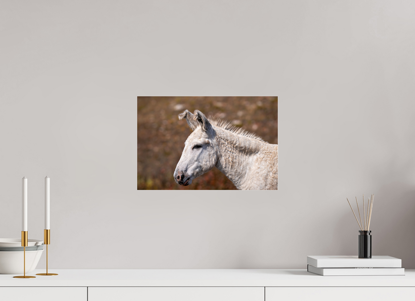 Feral Donkey of Custer