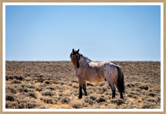 Spirit of the West