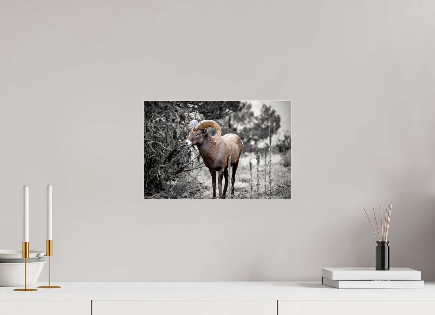 15 x 10″, Photo Print Under Acrylic Glass Royal Big Horn