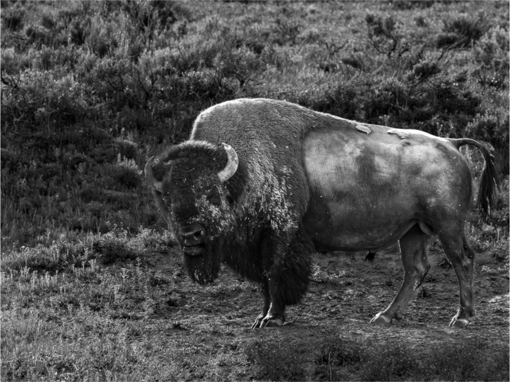 Main image Thee stare down