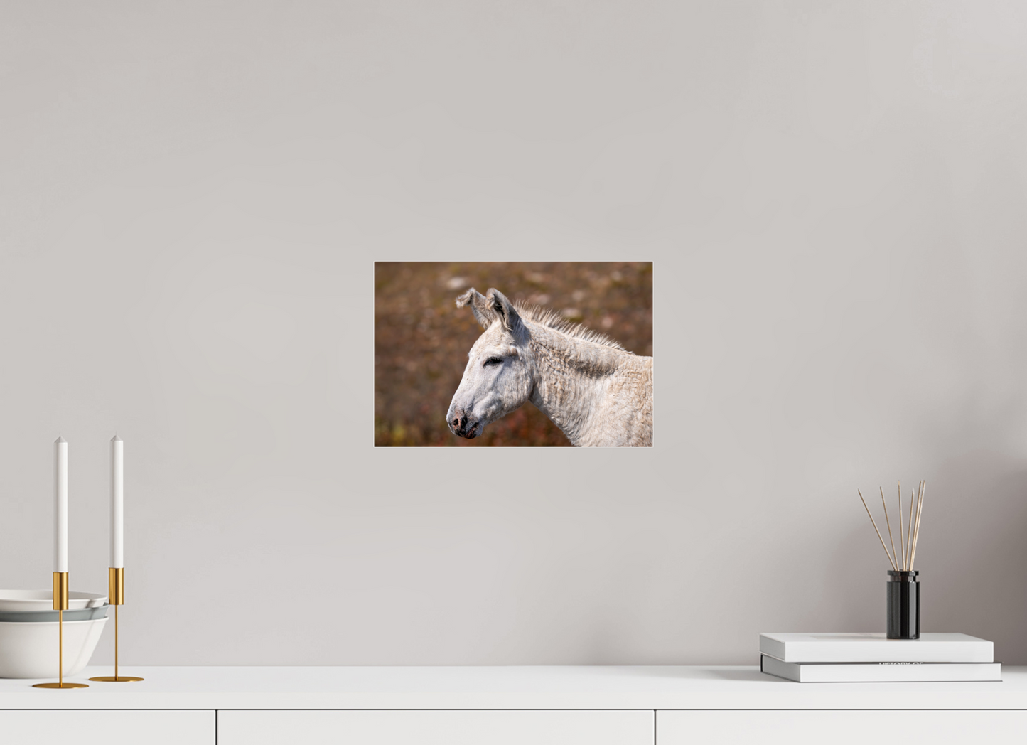 Feral Donkey of Custer