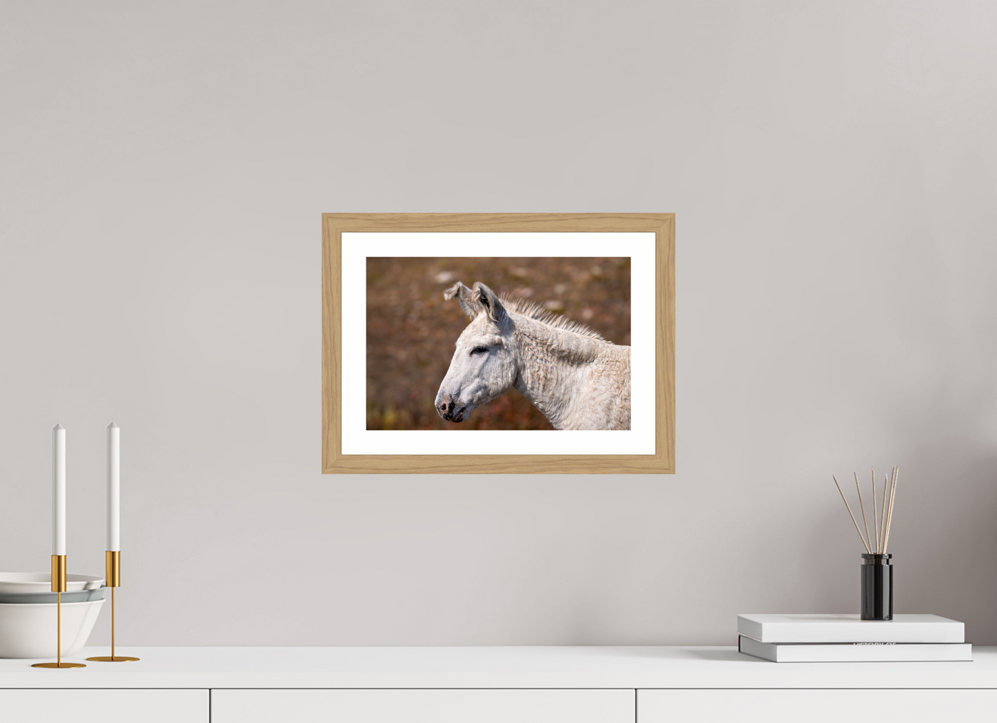 Feral Donkey of Custer