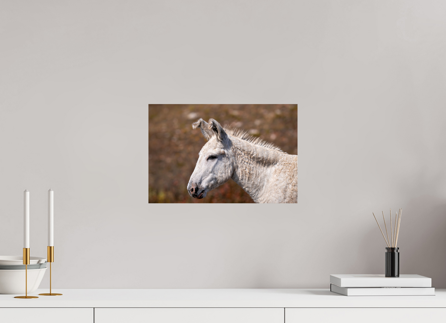 Feral Donkey of Custer