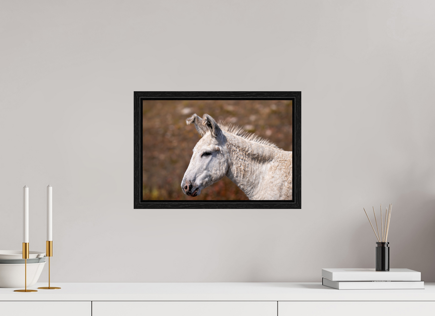 Feral Donkey of Custer