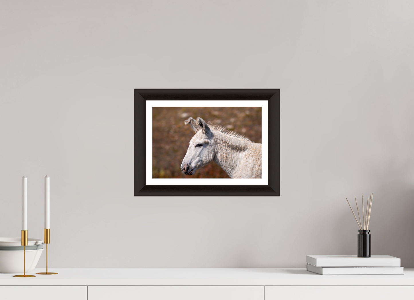 Feral Donkey of Custer