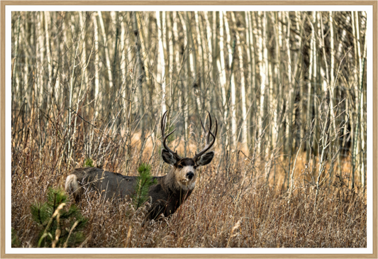 Main image Guardian of the Aspens