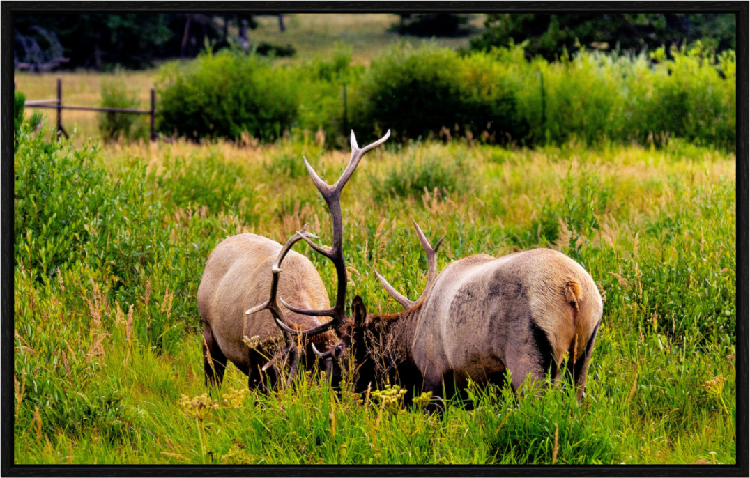 The Bull Play