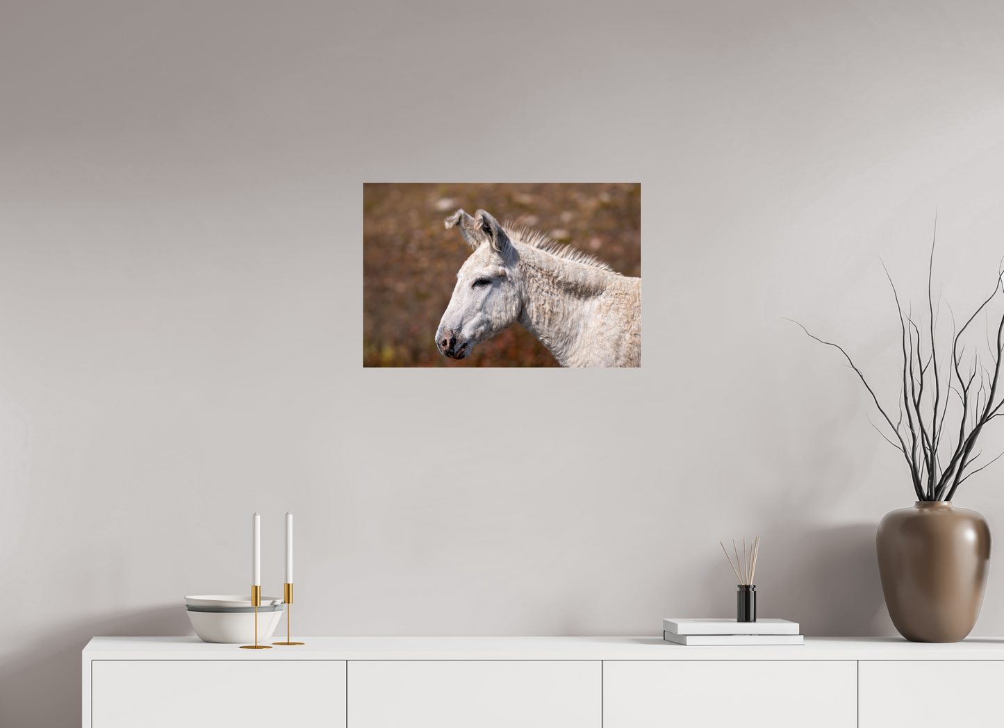 Feral Donkey of Custer