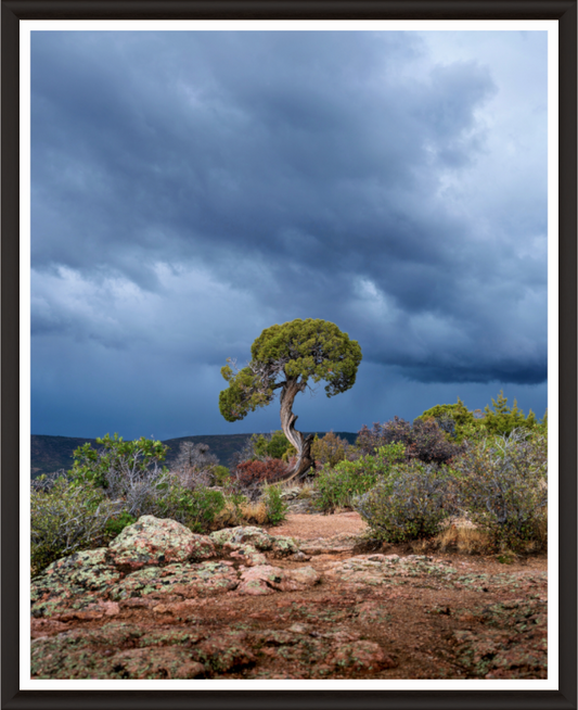 Enduring Spirit - Utah Juniper