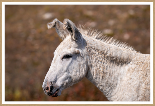 Feral Donkey of Custer