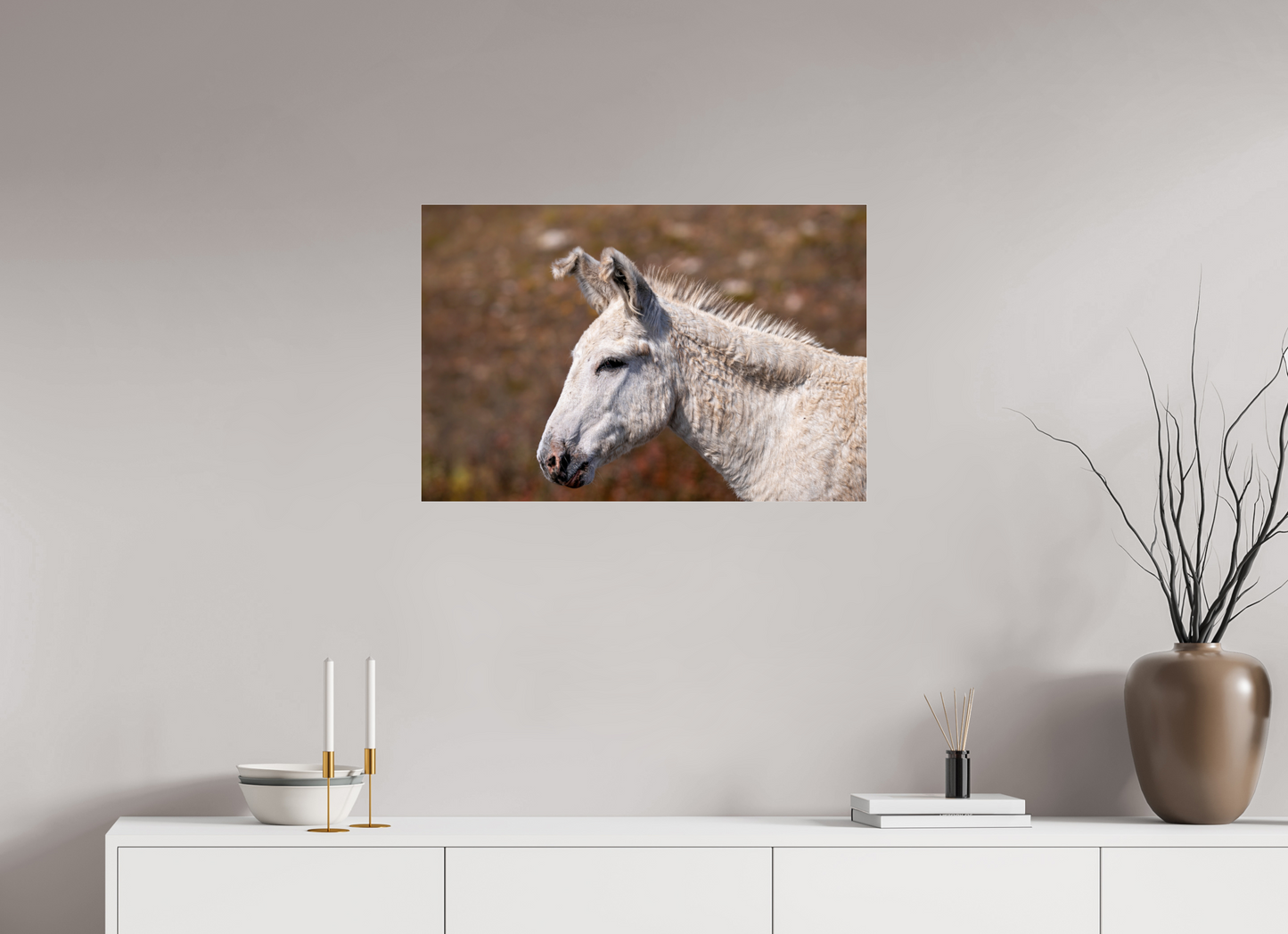 Feral Donkey of Custer