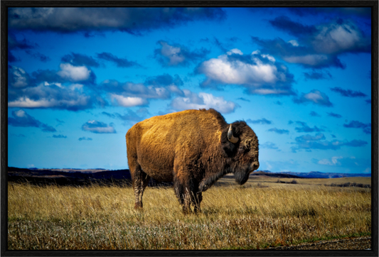 Thee Bison