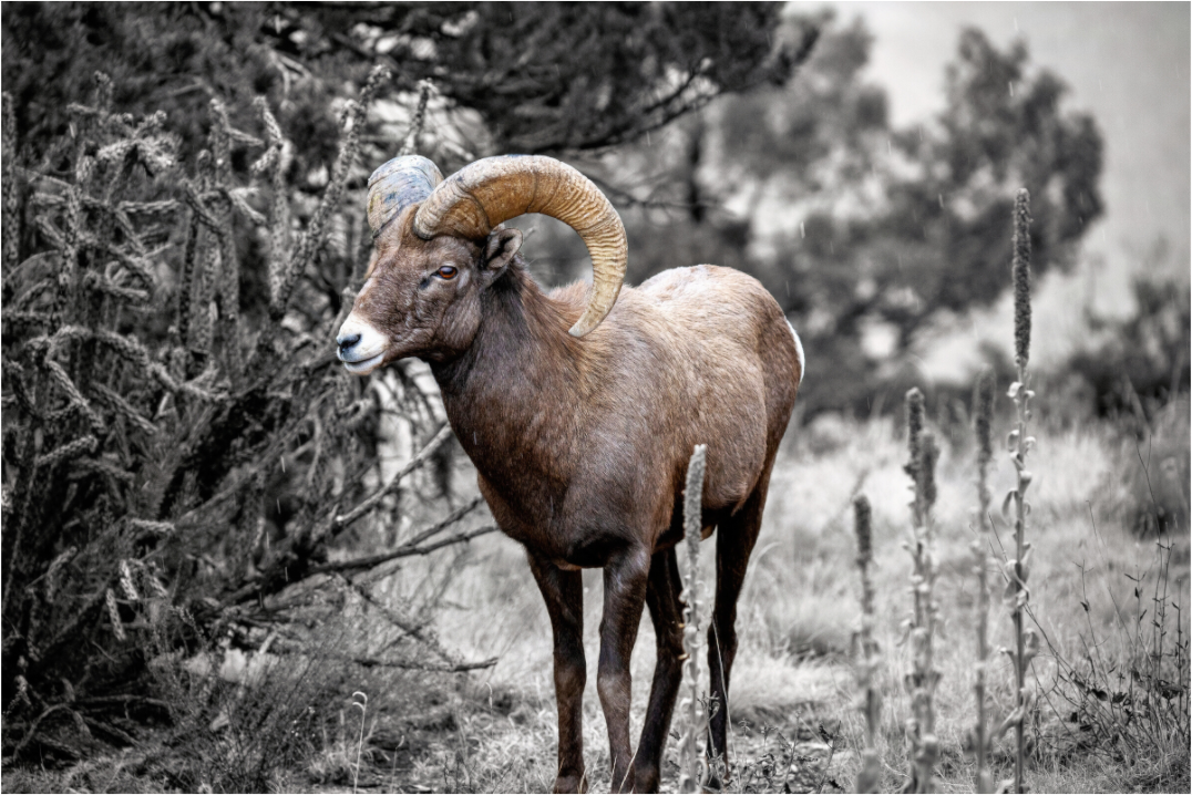 Main image Royal Big Horn