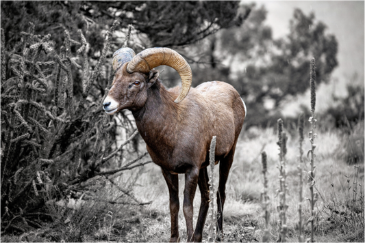 Main image Royal Big Horn