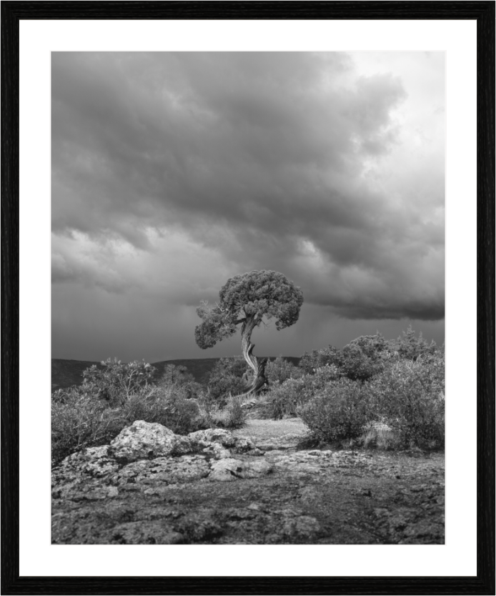 Utah Juniper