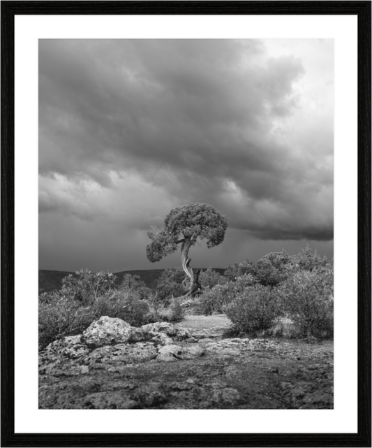 Utah Juniper