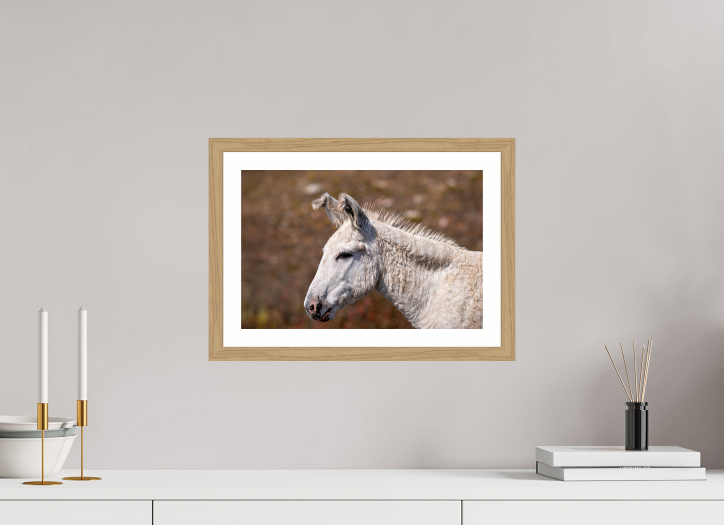Feral Donkey of Custer