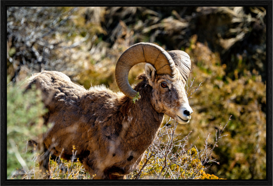 Bighorn Majesty Theodore Roosevelt National Park